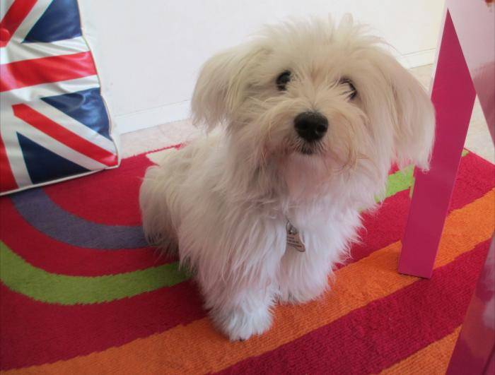 Shanel à 7 mois - Bichon Maltais (7 mois)