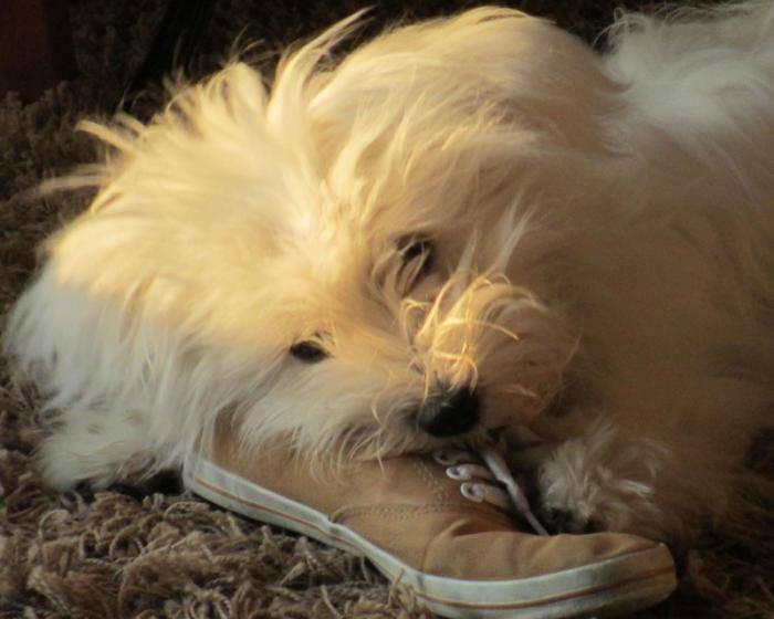 Belle photo de Shanel 7 mois - Bichon Maltais (7 mois)