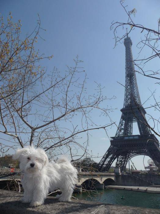 Shanel à Paris - Bichon Maltais