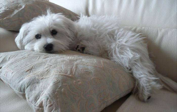 Belle photo de Shanel à 5 mois - Bichon Maltais