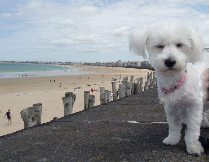 Shanel à Cancale - Bichon Maltais