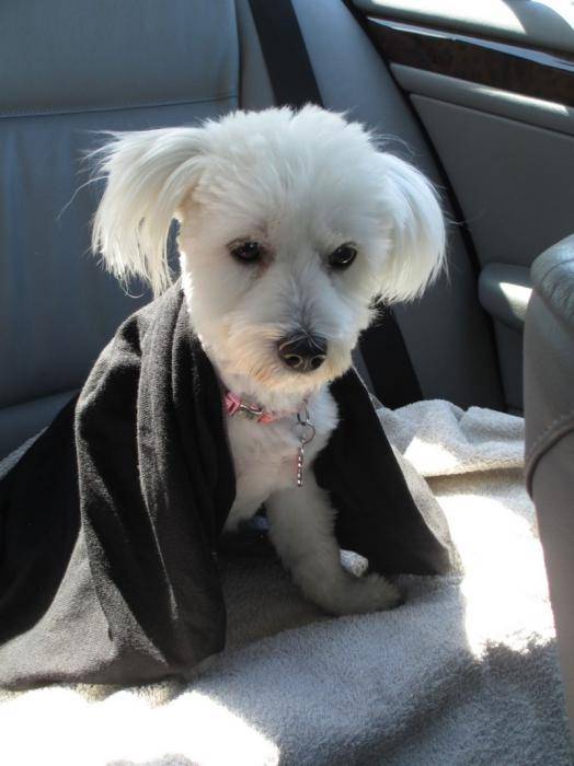 Shanel se réchauffe - Bichon Maltais