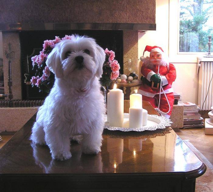 Joyeux Noël de la part de Doudou ! - Bichon Maltais