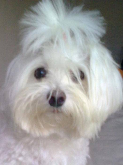 Gos plan Annabelle - Bichon Maltais