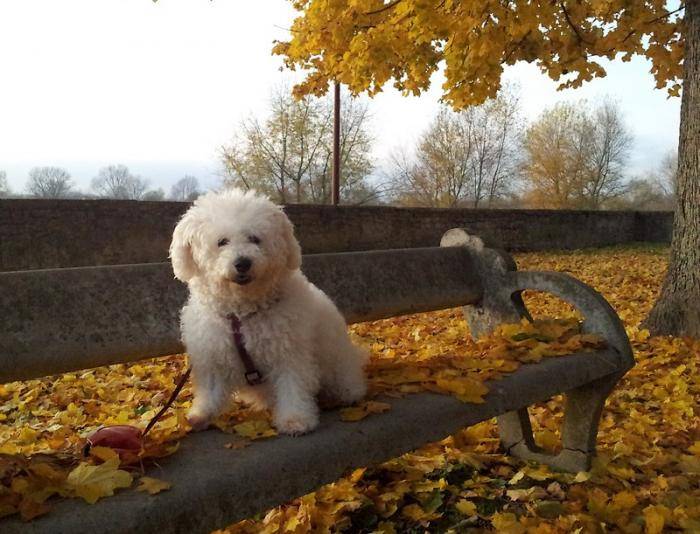 Jolie photo de Bichon à l'automne : Wendy - Bichon Maltais