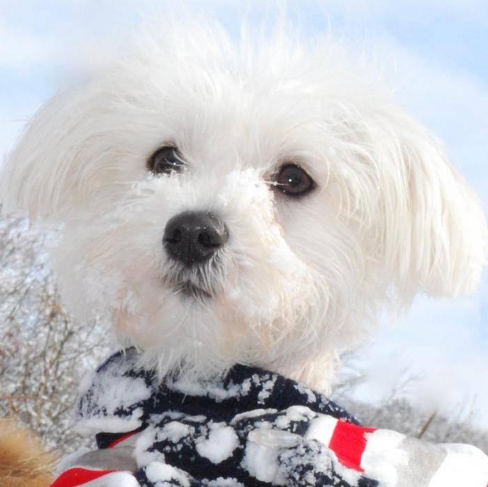 Shanel à la neige - Bichon Maltais