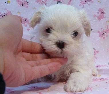 Lia - Bichon Maltais Mâle (1 mois)