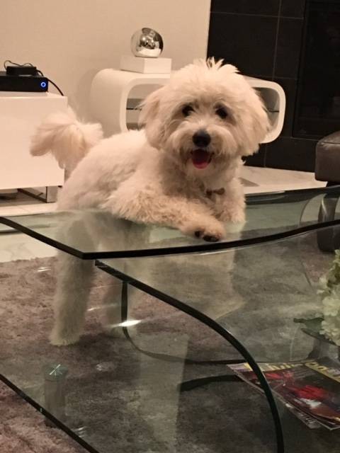 Daisy - Bichon Maltais (7 mois)