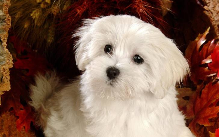 Photo Bichon Maltais