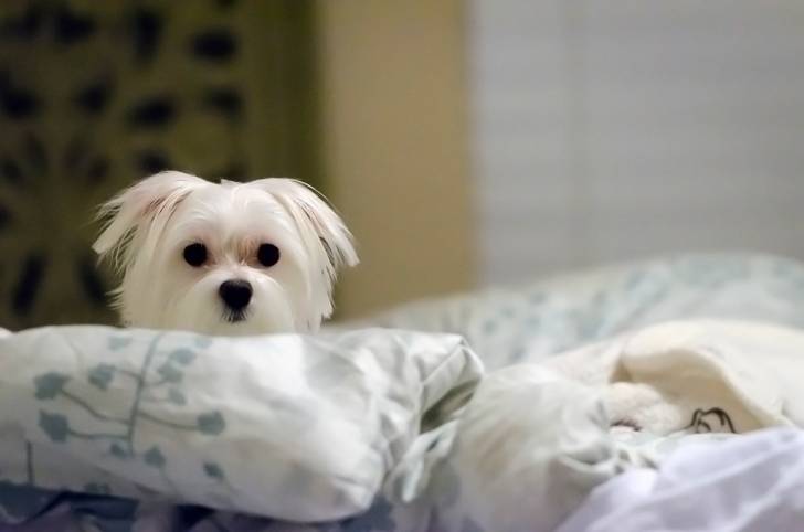 Photo Bichon Maltais