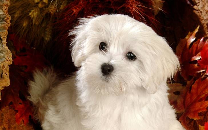 Photo Bichon Maltais