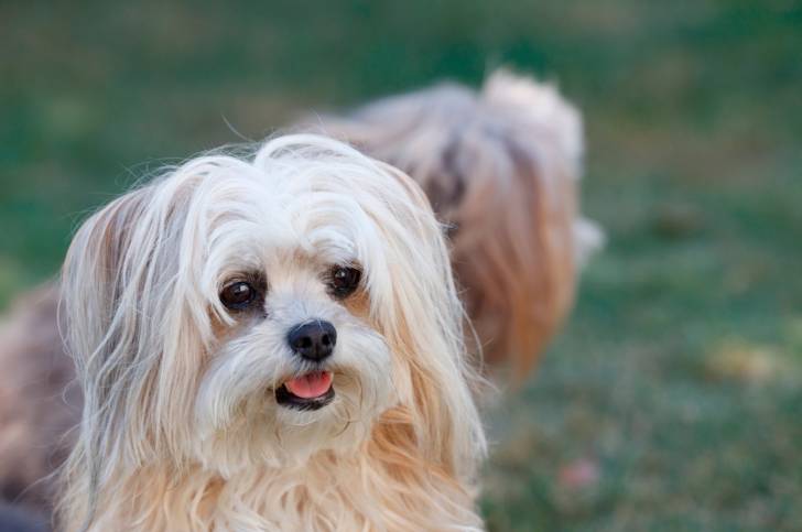 Photo Bichon Maltais