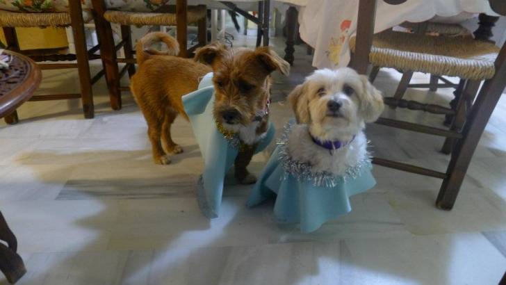 Fleky y tula - Bichon Maltais Mâle (6 ans)