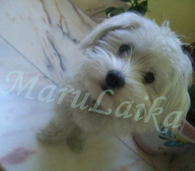 Laika - Bichon Maltais (8 mois)