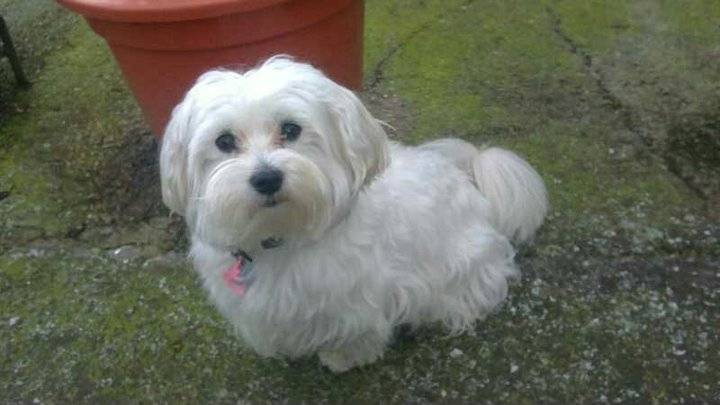 Rony - Bichon Maltais Mâle (3 ans)