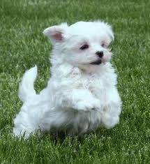 Jake - Bichon Maltais Mâle (2 ans)