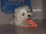 Chyppie - Bichon Maltais Femelle (4 ans)