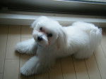 Sky - Bichon Maltais Mâle (2 ans)