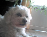 Apollo - Bichon Maltais Mâle (7 ans)