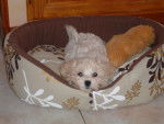 Maya - Bichon Maltais Femelle (2 mois)