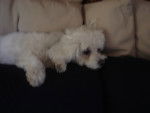 Pearl - Bichon Maltais Femelle (8 ans)