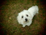 Safia - Bichon Maltais Femelle (10 ans)