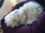 Belle - Bichon Maltais Femelle (12 ans)