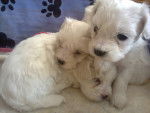 Ada y sus hermanos - Bichon Maltais (2 mois)