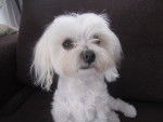 fidji - Bichon Maltais Femelle (3 ans)