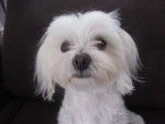 fidji - Bichon Maltais Femelle (3 ans)