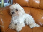 fidji - Bichon Maltais Femelle (3 ans)