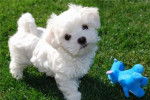 Cream - Bichon Maltais Femelle