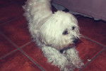 Nube - Bichon Maltais Femelle (6 ans)