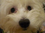 Shiny - Bichon Maltais Femelle (2 ans)