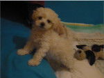 Shiny Cachorra - Bichon Maltais Femelle (4 mois)
