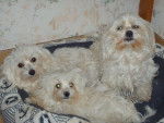 bichon maltais - Bichon Maltais