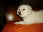 bichon maltais vauban - Bichon Maltais