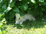 Bichon maltais Banjo - Bichon Maltais