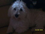 bichon maltais non lof pure race - Bichon Maltais