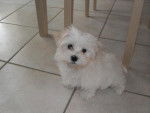 bichon maltais LILY - Bichon Maltais