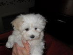 bichon maltais LILY - Bichon Maltais
