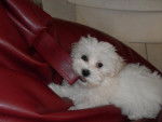 Bichon Maltais - Lily à 3 mois - Bichon Maltais (3 mois)