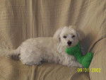 bichon maltais snoopy - Bichon Maltais