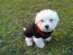 Dacko ( bichon maltais ) - Bichon Maltais