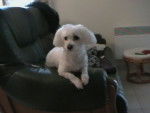 bichon maltais perle - Bichon Maltais