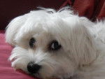 Lily - bichon maltais - Bichon Maltais