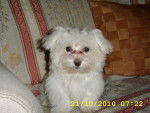 bichon maltais - Bichon Maltais
