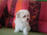 FRIMOUSSE BICHON MALTAIS FEMELLE 9 SEMAINES - Bichon Maltais