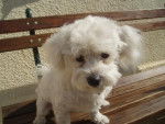 Capy bichon maltais - Bichon Maltais