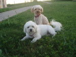 Capy bichon maltais et Velcro cancheXyork - Bichon Maltais